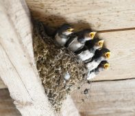 ein sehr zuverlässiger Baustoff